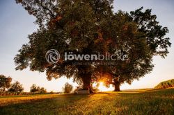 2024 08 23 Gemeinde Hattenhofen TOBIAS FROEHNER PHOTOGRAPHYV 1863